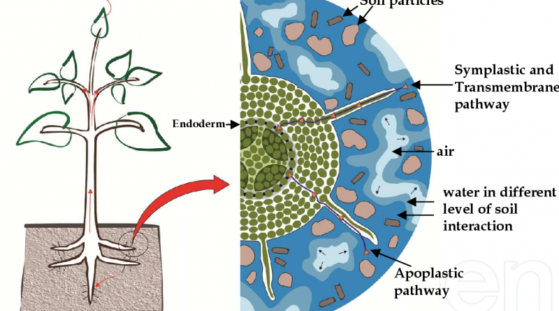 Soil Water Plant Relationships